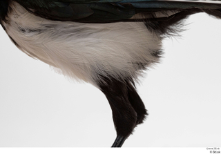 Common magpie Pica pica leg 0007.jpg